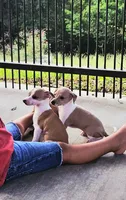 Santiago, a male Italian Greyhound for sale in Gillham, AR – 2 of 6