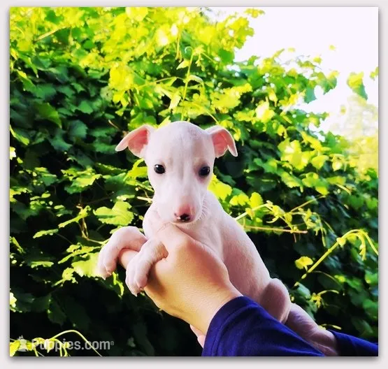 Diorin – Italian Greyhound puppy for sale in Gillham, AR