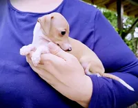 Petite! Tweed, a female Italian Greyhound for sale in Gillham, AR – 9 of 10