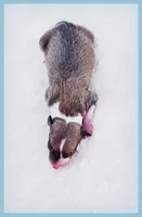 Shiloh, a male Italian Greyhound for sale in Gillham, AR – 5 of 6