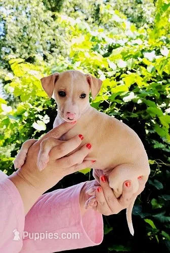 Zara – Italian Greyhound puppy for sale in Gillham, AR