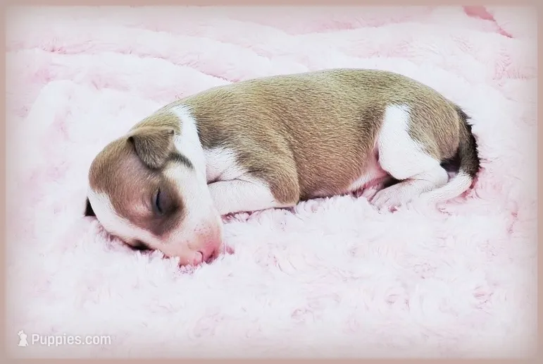 Sunny – Italian Greyhound puppy for sale in Gillham, AR
