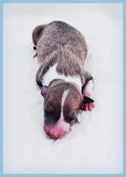 Shiloh, a male Italian Greyhound for sale in Gillham, AR – 2 of 6