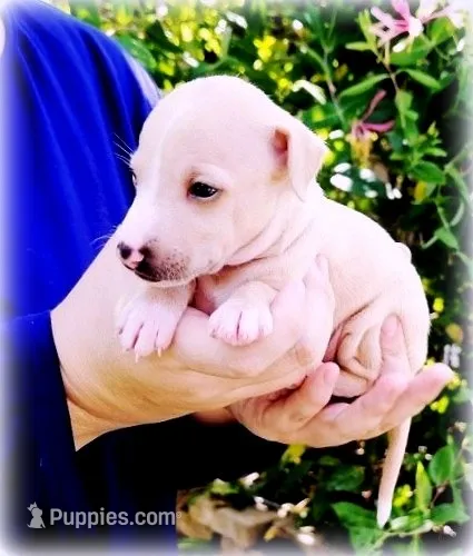 Zoe – Italian Greyhound puppy for sale in Gillham, AR