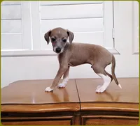 VanZant, a male Italian Greyhound for sale in Gillham, AR – 8 of 10