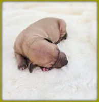Lucia, a female Italian Greyhound for sale in Gillham, AR – 4 of 8