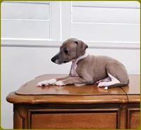 VanZant, a male Italian Greyhound for sale in Gillham, AR – 3 of 10