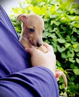 Petite! Tanner, a male Italian Greyhound for sale in Gillham, AR – 3 of 9
