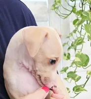 Zara, a female Italian Greyhound for sale in Gillham, AR – 5 of 10
