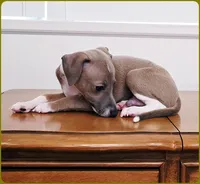 VanZant, a male Italian Greyhound for sale in Gillham, AR – 6 of 10