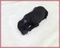 Ava, a female Italian Greyhound for sale in Gillham, AR – 6 of 8
