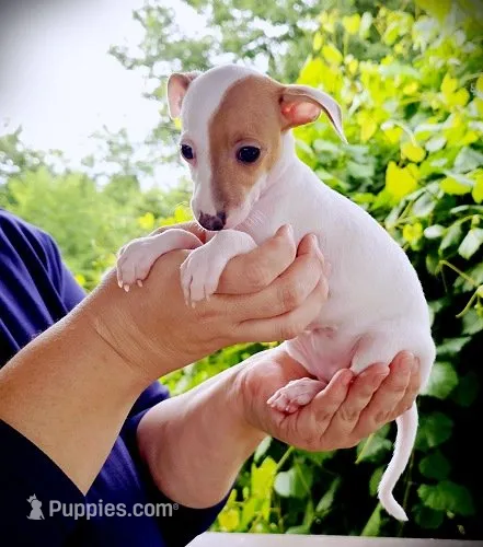 Twiggy – Italian Greyhound puppy for sale in Gillham, AR