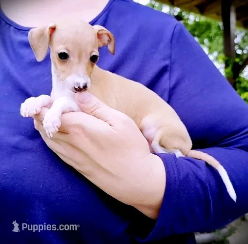 Tweed – Italian Greyhound puppy for sale in Gillham, AR