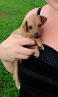 Sebastian, a male Italian Greyhound for sale in Gillham, AR – 7 of 7