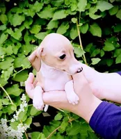 Petite! Tweed, a female Italian Greyhound for sale in Gillham, AR – 2 of 10