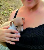 Santiago, a male Italian Greyhound for sale in Gillham, AR – 6 of 6