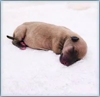 DACARI, a male Italian Greyhound for sale in Gillham, AR – 3 of 3