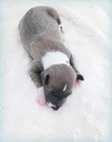 VanZant, a male Italian Greyhound for sale in Gillham, AR – 3 of 6