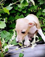 Petite! Tweed, a female Italian Greyhound for sale in Gillham, AR – 3 of 10