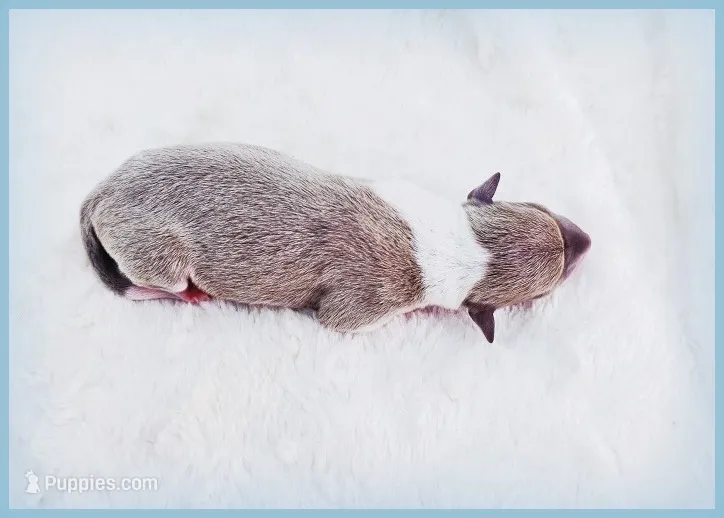 Santiago – Italian Greyhound puppy for sale in Gillham, AR