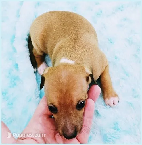 Tanner – Italian Greyhound puppy for sale in Gillham, AR