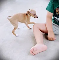 Petite! Tanner, a male Italian Greyhound for sale in Gillham, AR – 9 of 9