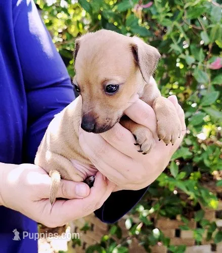 Sebastian – Italian Greyhound puppy for sale in Gillham, AR