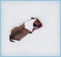 PETITE Sevyn, a male Italian Greyhound for sale in Gillham, AR – 2 of 6