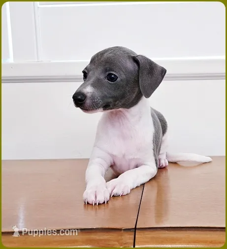 Lynyrd – Italian Greyhound puppy for sale in Gillham, AR
