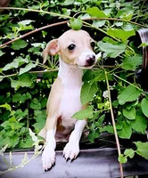 Petite! Tweed, a female Italian Greyhound for sale in Gillham, AR – 10 of 10