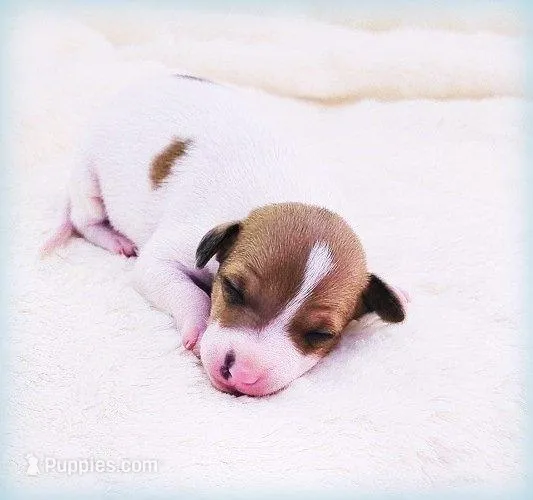 Torin – Italian Greyhound puppy for sale in Gillham, AR