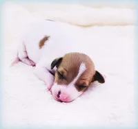 Torin, a male Italian Greyhound for sale in Gillham, AR – Photo 1 of 5