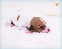 Torin, a male Italian Greyhound for sale in Gillham, AR – Photo 5 of 5