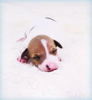 Torin, a male Italian Greyhound for sale in Gillham, AR – Photo 2 of 5