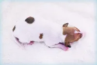 Torin, a male Italian Greyhound for sale in Gillham, AR – Photo 4 of 5