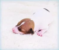 Torin, a male Italian Greyhound for sale in Gillham, AR – Photo 3 of 5