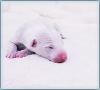 Diorin, a male Italian Greyhound for sale in Gillham, AR – 2 of 3