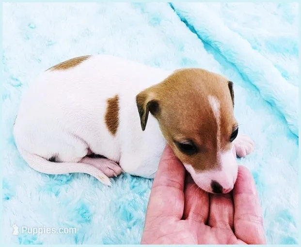 Torin – Italian Greyhound puppy for sale in Gillham, AR