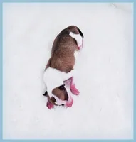 PETITE Sevyn, a male Italian Greyhound for sale in Gillham, AR – 6 of 6