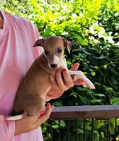 Shiloh, a male Italian Greyhound for sale in Gillham, AR – 5 of 9