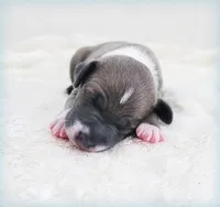 VanZant, a male Italian Greyhound for sale in Gillham, AR – 2 of 6