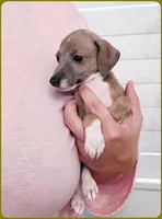 VanZant, a male Italian Greyhound for sale in Gillham, AR – 2 of 10
