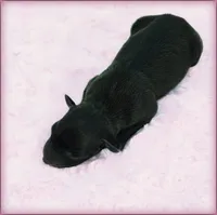 DAHLIA, a female Italian Greyhound for sale in Gillham, AR – 3 of 3