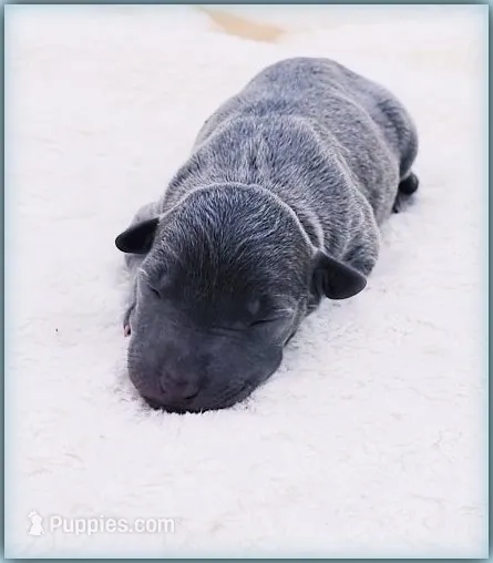 DILLY – Italian Greyhound puppy for sale in Gillham, AR