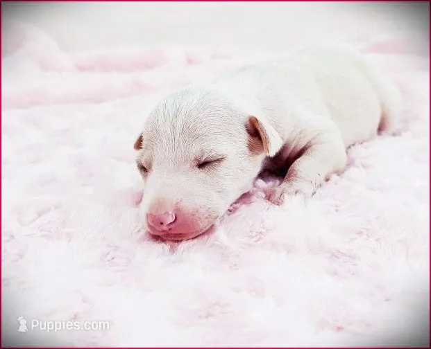 Zaylee – Italian Greyhound puppy for sale in Gillham, AR