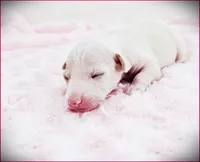 Zaylee, a female Italian Greyhound for sale in Gillham, AR – 1 of 4