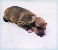 Tanner, a male Italian Greyhound for sale in Gillham, AR – Photo 5 of 5