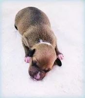 Tanner, a male Italian Greyhound for sale in Gillham, AR – Photo 4 of 5