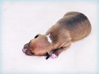 Tanner, a male Italian Greyhound for sale in Gillham, AR – Photo 2 of 5