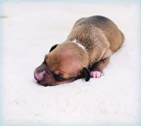 Tanner, a male Italian Greyhound for sale in Gillham, AR – Photo 1 of 5